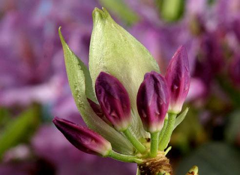 Рододендрон, цветок, Rhododendron 