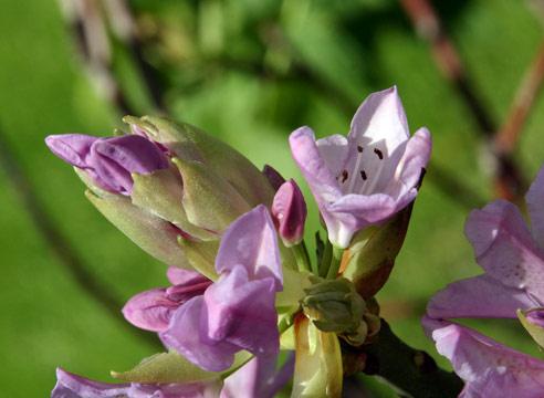 Рододендрон, цветение, Rhododendron