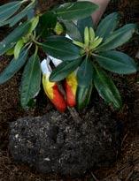 Посадка растения