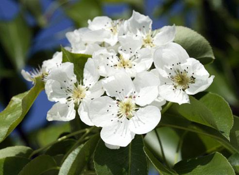 Груша, цветение, Pyrus communis