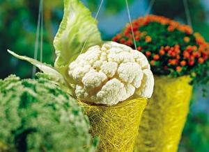 Уход за цветной капустой 