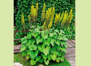 Варианты композиций с бузульниками