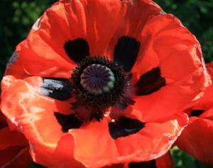 Выставка цветов в Киеве