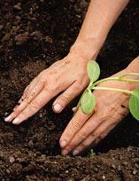 Высадка дыни в открытый грунт