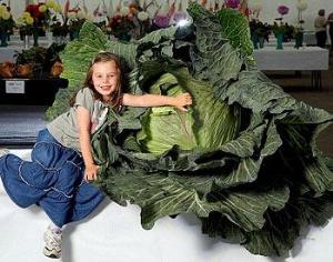 Чемпионат гигантских овощей