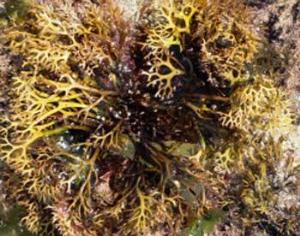 Водоросли как индикатор загрязнения