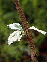 Окулировка китайской розы