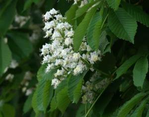 Киевские каштаны покраснеют