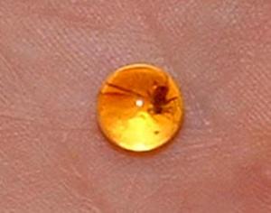 Новый вид тли открыт благодаря интернет-аукциону