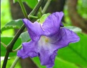 В Бомбее зацвели карвии