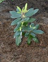 Посадка рододендронов