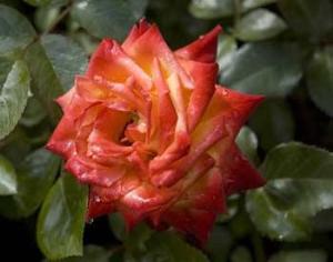 Самое дождливое лето века