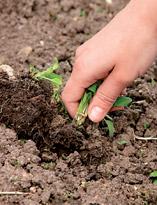 Прополка сорняков Прополка сорняков