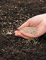 Посев газонных трав Посев газонных трав