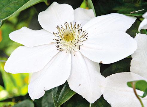 Клематис тангутский, Clematis tanjutica