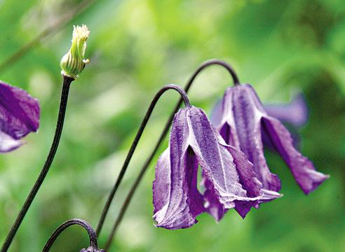 Клематис фиолетовый, Clematis viticella