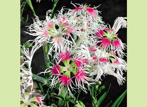 Гвоздика пышная, Дыхание любви, Dianthus superbus