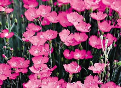 Гвоздика альпийская, Dianthus alpinus