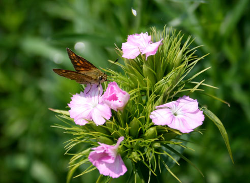 Гвоздика турецкая, или бородатая, Dianthus barbatu