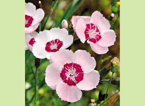 Гвоздика китайская, Dianthus chinensis