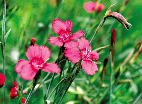 Гвоздика перистая, Dianthus plumarius