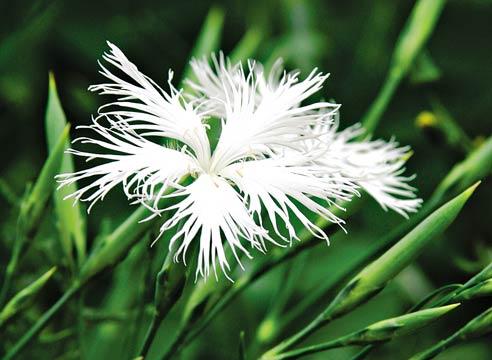 Гвоздика перистая, Dianthus plumarius