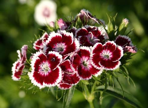 Гвоздика турецкая, или бородатая, Dianthus barbatu