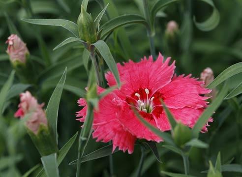 Гвоздика китайская, Dianthus chinensis