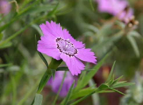 Гвоздика травянка, Dianthus deltoides