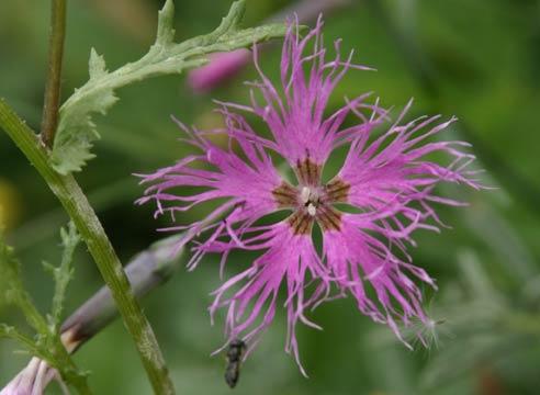 Гвоздика перистая, Dianthus plumarius