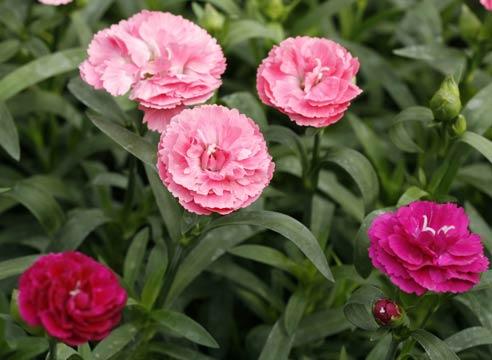 Гвоздика садовая, Dianthus caryophyllus