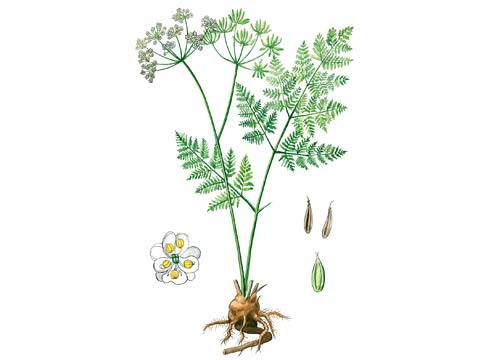 Кервель, Anthriscus cerefolium Hoff