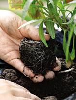 Высадка рассады