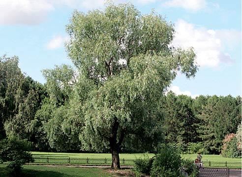 Ива белая (ветла), форма серебристая, S.alba f. argentea