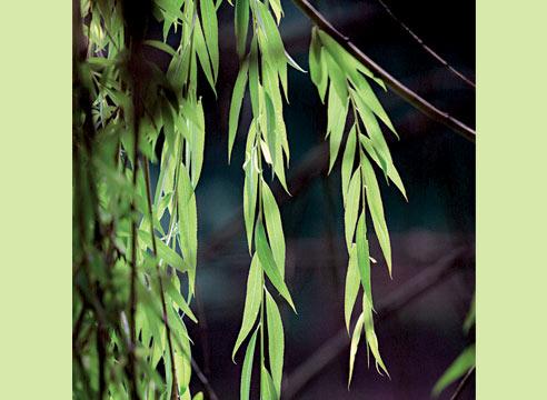 Ива белая, форма плакучая, S.alba f. pendula