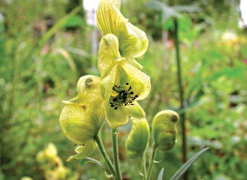 Аконит анторра, Aconitum 