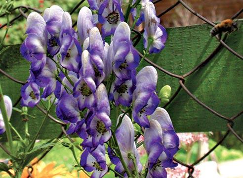 Аконит двухцветный, Aconitum bicolor