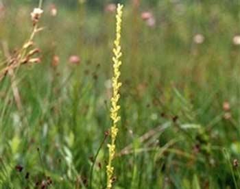 Орхидея Platanthera yosemitensis