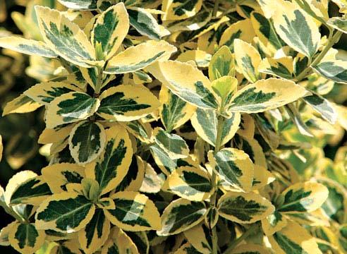 Бересклет: лианы и почвопокровные виды