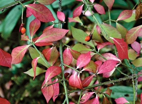 Бересклет крылатый, Euonymus alata