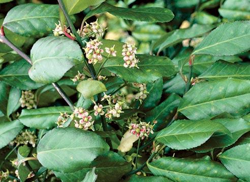 Бересклет Форчуна, Euonymus fortunei Coloratus