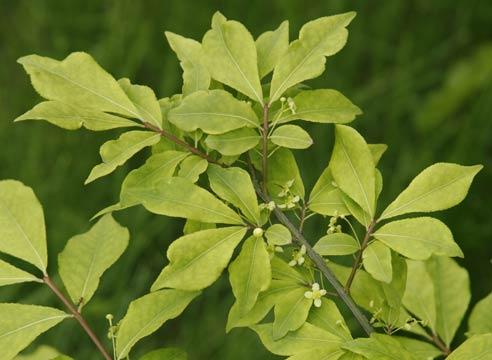 Бересклет крылатый, Euonymus alata