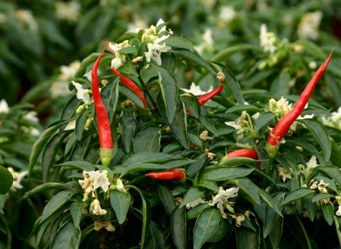 Перец кустарниковый,Сapsicum frutescens