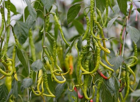 Перец кустарниковый,Сapsicum frutescens