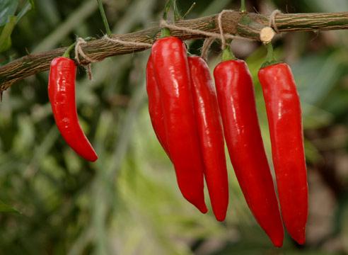 Перец кустарниковый,Сapsicum frutescens