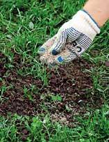 Посев семян газонной травы