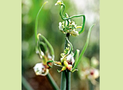 Лук, Аllium proliferum