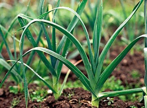 Лук, Аllium porrum