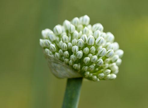 Лук-батун, Аllium fistulosum