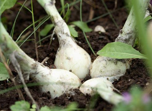 Лук-батун, Аllium fistulosum